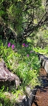 Plants: image 32 Of 208 Thumb